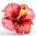 hibiscus flower on white background Royalty Free Stock Photo