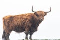 A close up photo of a Highland Cow Royalty Free Stock Photo