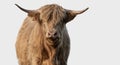 A close up photo of a Highland Cow isolated on a white background Royalty Free Stock Photo