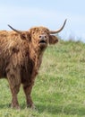 A close up photo of a Highland Cow mooing