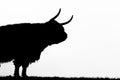 A close up photo of a Highland Cow, silhouette Royalty Free Stock Photo