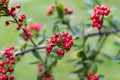 Exploring the garden.Hippophae rhamnoides plant in fall. Close up photo of a Hippophae rhamnoides.