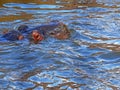 Close up photo of hippopotamus playing in water. A hippo swims and only his face shows out of the water