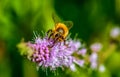 Honey bee on top of the purple flower Royalty Free Stock Photo