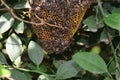 Photo of honey bees on the bee hive in the garden