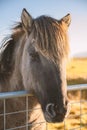 a close up photo of a horse with brown hair on a sunny day Royalty Free Stock Photo