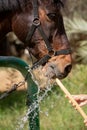 A close-up photo of a horse drinking water from a hose. Royalty Free Stock Photo