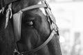 Close Up Photo of Horse Head and Eye Royalty Free Stock Photo