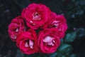 a close up photo of hot pink rose flower heads with a dark green background Royalty Free Stock Photo