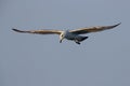 Flying huge seagull Royalty Free Stock Photo