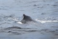 Humpback Whale Dorsal Fin - Close Up