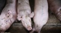 Close up photo of hungry pink colored huge pig sows Royalty Free Stock Photo