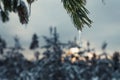 Close up photo of icicles hanging from pine tree branches at top of image, very blurry young pine trees covered by snow Royalty Free Stock Photo