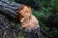 Close up photo of illicitly chopped grown pine tree in the woods.