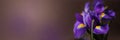 Close up photo of iris flower with macro detail on dark background Royalty Free Stock Photo
