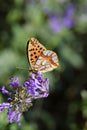 Issoria lathonia , The Queen of Spain fritillary butterfly on flower