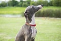 Close up photo of Italian Greyhound puppy with red collar sitting in the summer park. Royalty Free Stock Photo