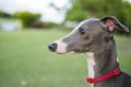 Close up photo of Italian Greyhound puppy with red collar sitting in the summer park. Royalty Free Stock Photo