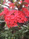 Close-up photo of ixora chinensis plant in the garden