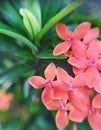 Close up photo of Ixora javanica flowers