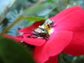 Japanese beetle on pink rose close up Royalty Free Stock Photo
