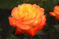 Close up photo of a Judy Garland rose. Royalty Free Stock Photo