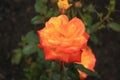 Close up photo of a Judy Garland rose.