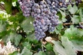 Juicy wine black grapes growing on farm