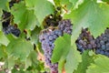 Juicy wine black grapes growing on farm