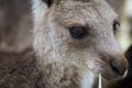 Close up photo of a kangaroo eating grass. Side view with very sharp eye.