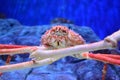 Close up photo of a king crab raising its pincers Royalty Free Stock Photo