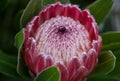 Close up photo of king large red protea flower with a lot of rain drops. Australia protea Royalty Free Stock Photo