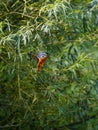 Kingfisher hanging in the air