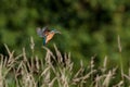 Kingfisher hanging in the air