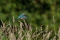 Kingfisher hanging in the air