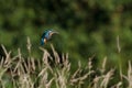 Kingfisher hanging in the air