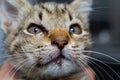 Close-up photo of a kitten with angioedema