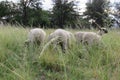 A close up photo of lambs grazing on long green grass in a grass field. The photo is of the rear view with the bums and short tail