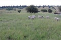 A close up photo of lambs grazing on long green grass in a grass field. The photo is of the rear view with the bums and short tail