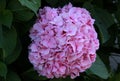 Close-up photo of a large bright pink hydrangea (hortensia) Royalty Free Stock Photo