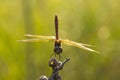 Llarge dragonfly in sunny day