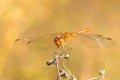 Large dragonfly sits on a dry grass