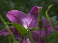 A close-up photo of a large lily flower