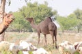 Photo of A large size Domestic camel standing under tree shadow in the field, india Royalty Free Stock Photo