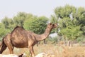 Photo of A large size domestic camel walking in the field, india Royalty Free Stock Photo