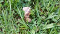 Close-up photo of a large snail on the grass.