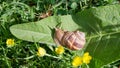 Close-up photo of a large snail on the grass.