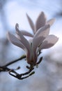 Close-up photo of a large white and pink flower of magnolia tree Royalty Free Stock Photo