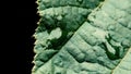 Close up photo. Leaf of a plant near and raindrops.