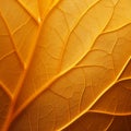 Luminous Orange Leaf: A Detailed Close-up In Organic Style